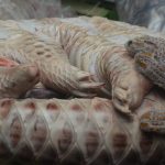 Dua tersangka perdagangan satwa dilindungi diamankan petugas Gakkum Kehutanan dan Polda Sumut di Medan.