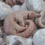 Trenggiling (Manis javanica) menggulung tubuhnya sebagai mekanisme pertahanan alami — simbol rapuhnya kehidupan satwa liar di tengah ancaman manusia.