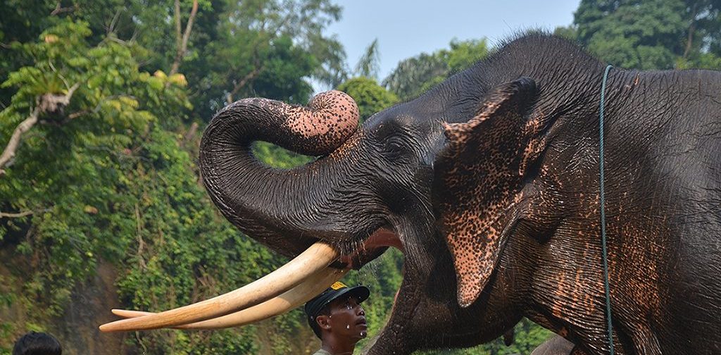 Tim gabungan Gakkum Kehutanan, BBKSDA Riau, dan kepolisian melakukan proses identifikasi dan pengumpulan barang bukti di lokasi kematian Gajah Sumatera yang berada di area konsesi perusahaan di Pelalawan, Riau.