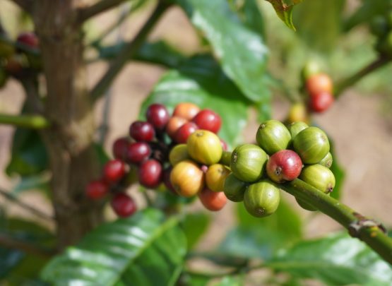 Kopi tumbuh bersama adat — seperti akar Simenakhenak yang menjaga bumi dan harapan.