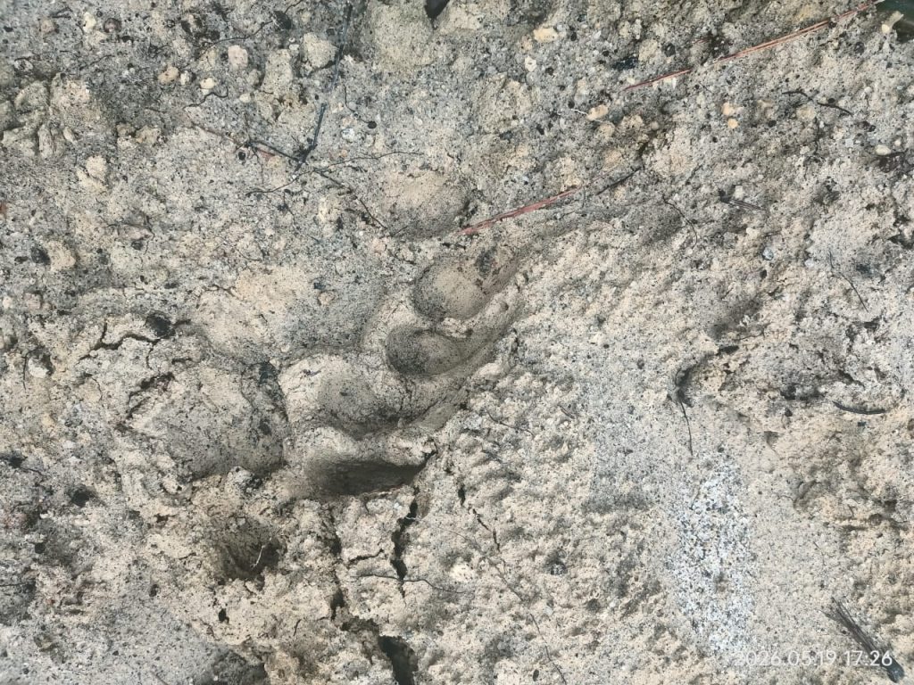 Jejak Harimau Sumatera ditemukan di sekitar lokasi hilangnya seekor anak kerbau di Desa Sidagal, Tapanuli Utara. Temuan tersebut menjadi dasar bagi BBKSDA Sumatera Utara untuk melakukan pemantauan dan penanganan di lapangan.