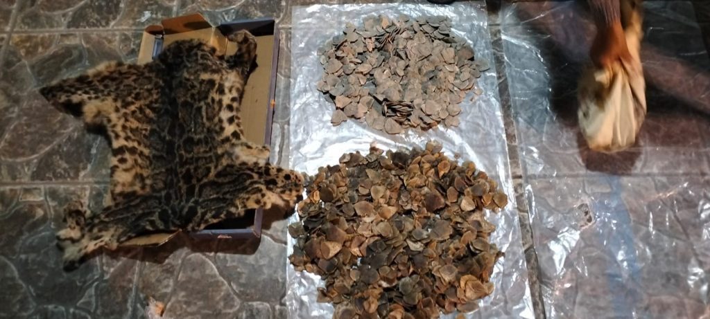 Perdagangan bagian tubuh satwa dilindungi masih menjadi ancaman bagi keanekaragaman hayati Indonesia. Penegakan hukum diharapkan dapat menekan perburuan dan perdagangan ilegal yang mengancam kelestarian spesies seperti harimau dahan dan trenggiling.