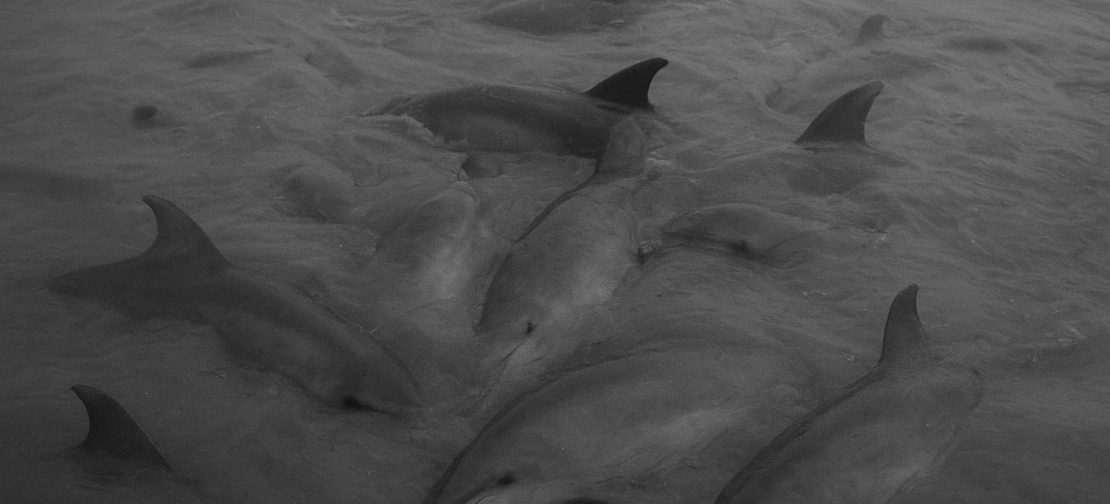 Sebuah video kawanan ikan lumba-lumba terdampar di perairan Desa Silo Baru, Kabupaten Asahan viral di media sosial pada Rabu (13/8/2025) sore. Kasus ini sudah berulang kali terjadi.