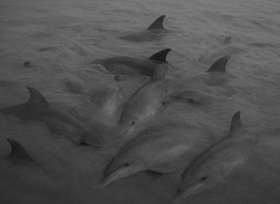 Sebuah video kawanan ikan lumba-lumba terdampar di perairan Desa Silo Baru, Kabupaten Asahan viral di media sosial pada Rabu (13/8/2025) sore. Kasus ini sudah berulang kali terjadi.