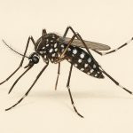 Kementerian Kesehatan RI menyebut Sumatera Utara masuk dalam 5 besar kasus chikungunya yakni 1.074 dan berada di peringkat 4. Dinas Kesehatan Sumatera Utara membantahnya dengan menyebut hingga 12 Agustus 2025 masih nol kasus. Meski demikian harus tetap diwaspadai mengingat kasus chikungunya tidak terlepas dari dampak perubahan iklim, tingginya curah hujan serta arus urbanisasi yang terjadi di mana-mana.