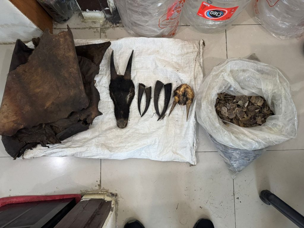 Petugas Polres Tapanuli Selatan menunjukkan barang bukti dugaan perdagangan satwa dilindungi yang disita dalam operasi di Sipirok. Barang bukti terdiri atas 4,7 kilogram sisik trenggiling, tanduk kambing hutan, dan kulit kijang.