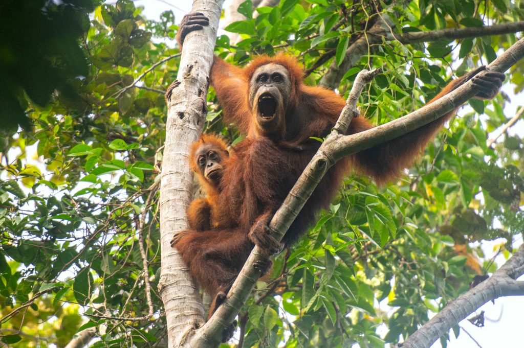 Hujan ekstrem yang memicu banjir dan longsor besar di kawasan Batang Toru, Sumatra Utara, pada akhir November 2025 diduga telah menyebabkan hilangnya sekitar 10 persen populasi Orangutan Tapanuli (Pongo tapanuliensis), salah satu spesies kera besar paling langka di dunia, di blok barat kawasan ekosistem Batang Toru. (HO)