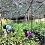 Project Officer GJI, Chandra F.D. Silalahi mengatakan, tanaman itu yakni durian, kayu manis dan tentu saja kemenyan yang banyak tumbuh di sini. Dikatakannya, pertumbuhan bibit yang diupayakan ini secara umum tumbuh sesuai harapan.