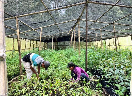 Project Officer GJI, Chandra F.D. Silalahi mengatakan, tanaman itu yakni durian, kayu manis dan tentu saja kemenyan yang banyak tumbuh di sini. Dikatakannya, pertumbuhan bibit yang diupayakan ini secara umum tumbuh sesuai harapan.