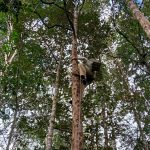 Pemerhati Masyarakat Adat, Abdon Nababan mengatakan, yang harus dipersiapkan itu adalah menghadapi tantangan karena sebagai daerah yang kaya sumber daya alamnya, secara iklim cocok menjadi pertanian tapi secara tanah, karena tipis maka program yang harus dibangun adalah mengembangkan gerakan kompos karena bahannya ada.