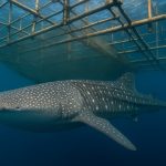 Seekor hiu paus melintas di bawah bagan tradisional di perairan Papua Barat, tempat interaksi manusia sering menyebabkan luka pada tubuhnya. (AI)