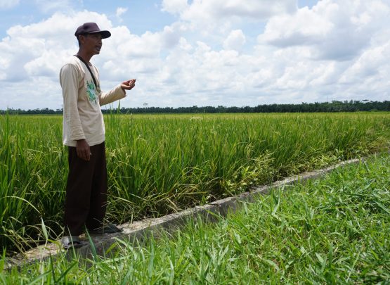 Setiap kali musim kemarau datang, puluhan hektare sawah dibiarkan kering begitu saja. Petani memilih menunggu hujan ketimbang mengeluarkan biaya besar untuk bahan bakar pompa air.