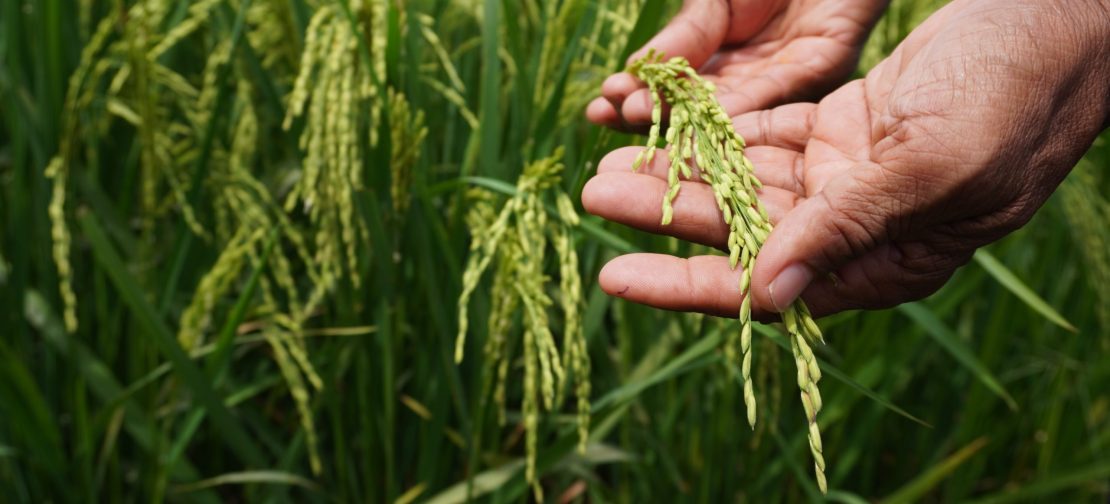 Ketahanan pangan dan kelestarian hutan bisa berjalan beriringan melalui pertanian berkelanjutan di lahan sawah yang sudah tersedia.