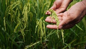 Ketahanan pangan dan kelestarian hutan bisa berjalan beriringan melalui pertanian berkelanjutan di lahan sawah yang sudah tersedia.