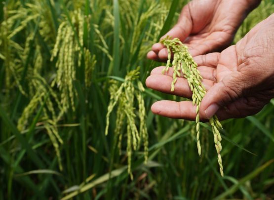 Ketahanan pangan dan kelestarian hutan bisa berjalan beriringan melalui pertanian berkelanjutan di lahan sawah yang sudah tersedia.