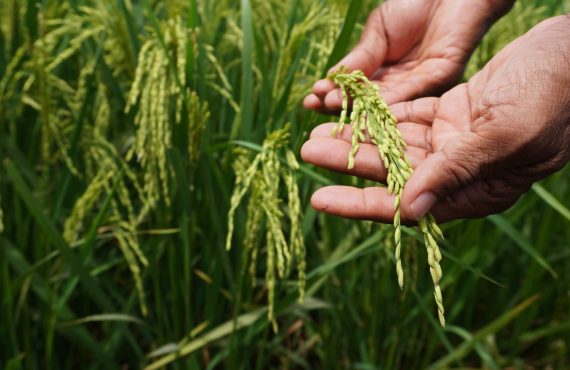 Ketahanan pangan dan kelestarian hutan bisa berjalan beriringan melalui pertanian berkelanjutan di lahan sawah yang sudah tersedia.