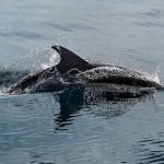 Ilustrasi lumba-lumba. Kawasan ini merupakan salah satu jalur migrasi utama lumba-lumba di Atlantik Utara—namun juga menjadi salah satu zona penangkapan ikan tersibuk di Eropa. Kawasan ini merupakan salah satu jalur migrasi utama lumba-lumba di Atlantik Utara—namun juga menjadi salah satu zona penangkapan ikan tersibuk di Eropa. (Pixabay - PeterG63)