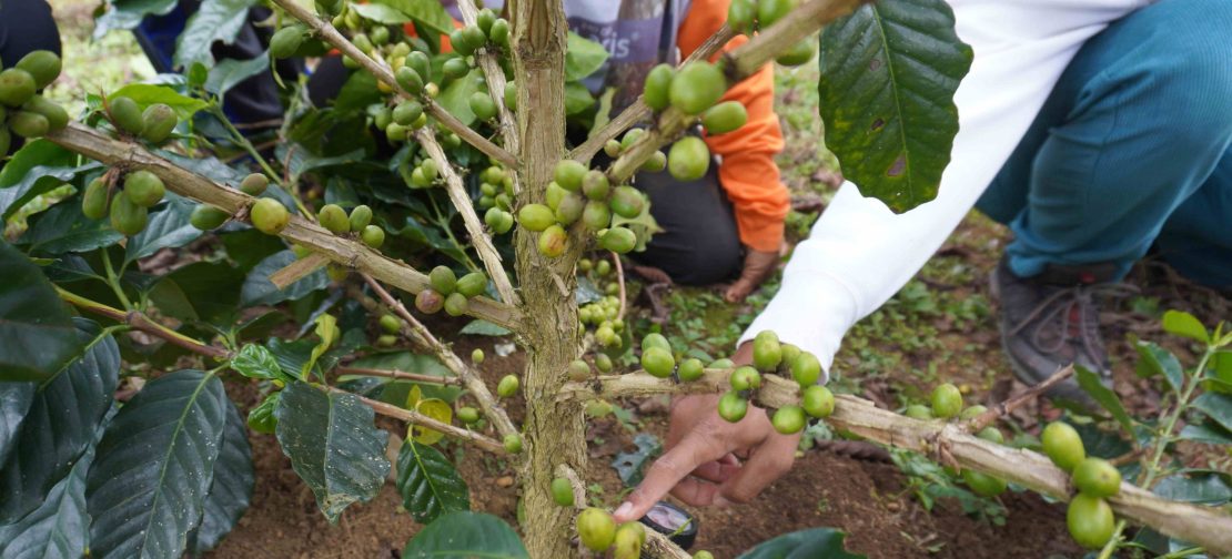 Hal itu tertuang dalam studi baru yang diterbitkan di Environmental Research Letters.
