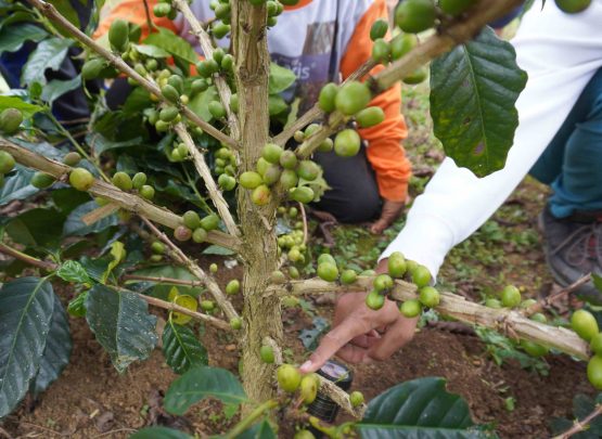 Hal itu tertuang dalam studi baru yang diterbitkan di Environmental Research Letters.