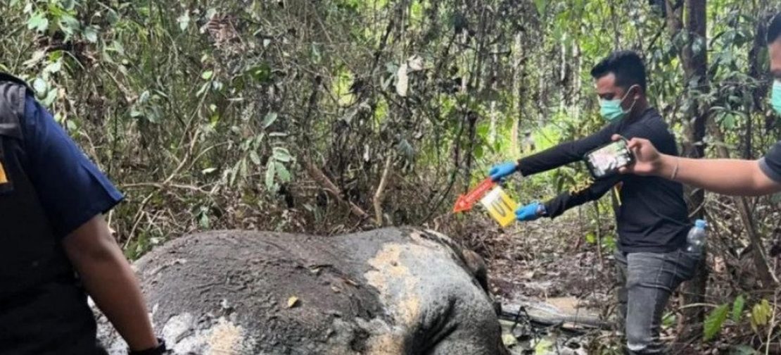 Peristiwa memilukan ini pertama kali terungkap pada Senin (2/2/2026), ketika seorang saksi bernama Winarno mencium aroma busuk yang menyengat saat berada di area Lubuk Kembang Bunga. Setelah ditelusuri, sumber bau tersebut berasal dari bangkai seekor gajah yang berada dalam posisi terduduk, namun tanpa bagian kepala. (HO)