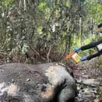 Peristiwa memilukan ini pertama kali terungkap pada Senin (2/2/2026), ketika seorang saksi bernama Winarno mencium aroma busuk yang menyengat saat berada di area Lubuk Kembang Bunga. Setelah ditelusuri, sumber bau tersebut berasal dari bangkai seekor gajah yang berada dalam posisi terduduk, namun tanpa bagian kepala. (HO)