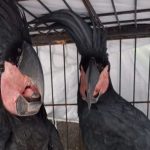 Burung kasuari gelambir tunggal dan kakatua raja yang diamankan petugas merupakan bagian dari 24 satwa dilindungi yang akan diperjualbelikan secara ilegal di Kota Bitung. (Foto: Dok. Kementerian Kehutanan)