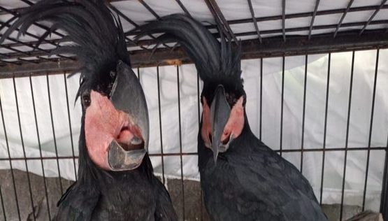 Burung kasuari gelambir tunggal dan kakatua raja yang diamankan petugas merupakan bagian dari 24 satwa dilindungi yang akan diperjualbelikan secara ilegal di Kota Bitung. (Foto: Dok. Kementerian Kehutanan)