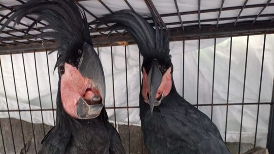 Burung kasuari gelambir tunggal dan kakatua raja yang diamankan petugas merupakan bagian dari 24 satwa dilindungi yang akan diperjualbelikan secara ilegal di Kota Bitung. (Foto: Dok. Kementerian Kehutanan)