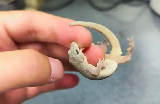 Sebuah spesies baru tokek berjari bengkok, yang diberi nama Cyrtodactylus kiriromensis, resmi ditemukan