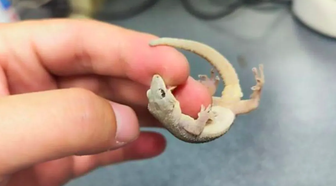 Sebuah spesies baru tokek berjari bengkok, yang diberi nama Cyrtodactylus kiriromensis, resmi ditemukan