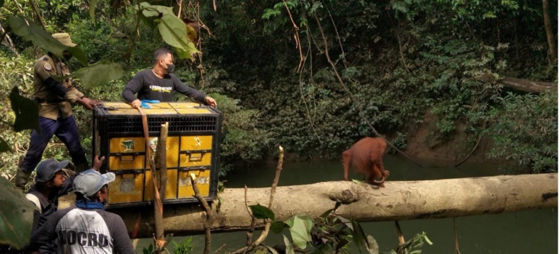 Tim gabungan BBKSDA Sumut dan HOCRU YOSL-OIC membuka kandang angkut saat proses pelepasliaran Orangutan Sumatera di kawasan restorasi TNGL Resort Cinta Raja, Langkat. Satwa betina berusia sekitar delapan tahun itu tampak menyeberangi batang kayu menuju habitat alaminya. (Dok. KSDAE)