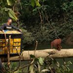Tim gabungan BBKSDA Sumut dan HOCRU YOSL-OIC membuka kandang angkut saat proses pelepasliaran Orangutan Sumatera di kawasan restorasi TNGL Resort Cinta Raja, Langkat. Satwa betina berusia sekitar delapan tahun itu tampak menyeberangi batang kayu menuju habitat alaminya. (Dok. KSDAE)