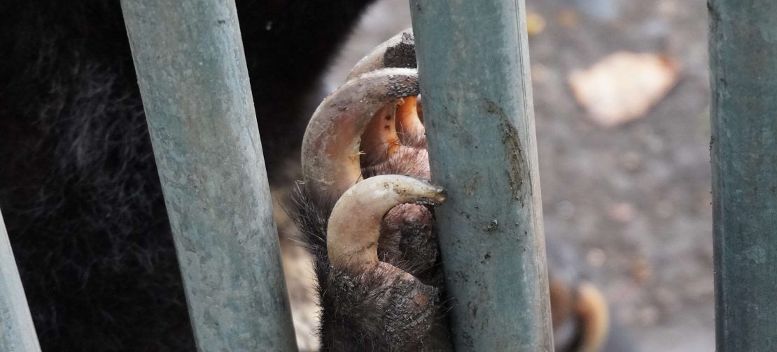 Terdakwa kasus perdagangan beruang madu diawetkan menjalani sidang perdana di PN Medan. Jaksa mendakwa terdakwa melanggar Undang-Undang Konservasi Sumber Daya Alam Hayati dan Ekosistemnya.