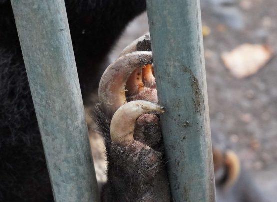 Terdakwa kasus perdagangan beruang madu diawetkan menjalani sidang perdana di PN Medan. Jaksa mendakwa terdakwa melanggar Undang-Undang Konservasi Sumber Daya Alam Hayati dan Ekosistemnya.