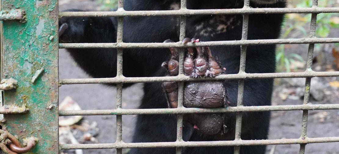 Ilustrasi kaki beruang madu. Jaksa menuntut terdakwa kasus perdagangan satwa dilindungi di PN Medan dengan hukuman dua tahun penjara serta denda Rp250 juta.