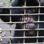 Ilustrasi kaki beruang madu. Jaksa menuntut terdakwa kasus perdagangan satwa dilindungi di PN Medan dengan hukuman dua tahun penjara serta denda Rp250 juta.