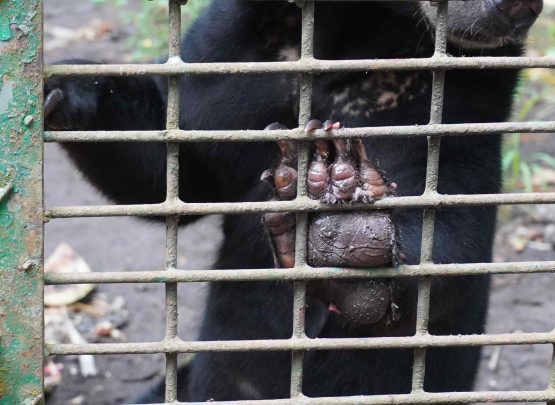 Ilustrasi kaki beruang madu. Jaksa menuntut terdakwa kasus perdagangan satwa dilindungi di PN Medan dengan hukuman dua tahun penjara serta denda Rp250 juta.