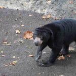 Ilustrasi beruang madu, spesies yang dilindungi undang-undang konservasi. PN Medan menjatuhkan hukuman dua tahun penjara kepada pelaku perdagangan beruang madu yang telah diawetkan dan hendak dijual ke luar daerah.