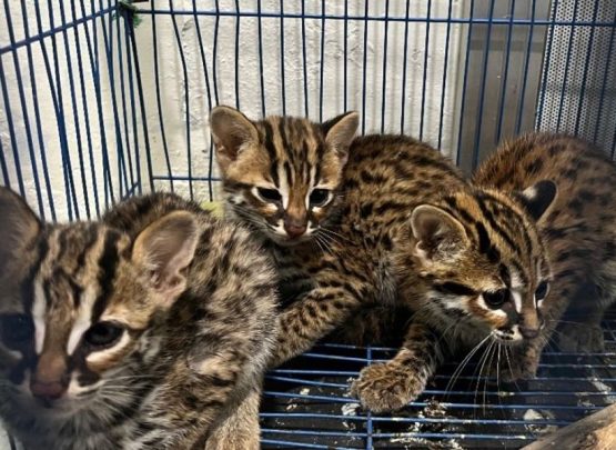 Petugas mengamankan seorang pelaku berinisial SD beserta enam ekor Kucing Kuwuk (Prionailurus bengalensis) yang hendak diperjualbelikan