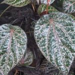 Sirih Merah (Piper sp.), tumbuhan bawah (understory) dengan ciri khas daun berbentuk jantung, menjadi salah satu kekayaan hayati yang memegang peran krusial bagi keseimbangan ekosistem Sumatera Utara