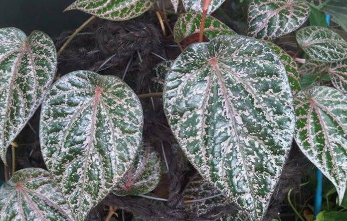 Sirih Merah (Piper sp.), tumbuhan bawah (understory) dengan ciri khas daun berbentuk jantung, menjadi salah satu kekayaan hayati yang memegang peran krusial bagi keseimbangan ekosistem Sumatera Utara