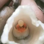 Spesies anggrek gastrodia biruensis yang ditemukan oleh petugas Balai Besar TNBTS di lereng selatan Gunung Semeru. ANTARA/HO-Pengendali Ekosistem Hutan Balai Besar TNBTS