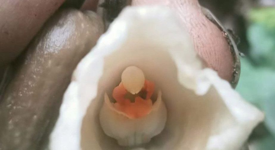 Spesies anggrek gastrodia biruensis yang ditemukan oleh petugas Balai Besar TNBTS di lereng selatan Gunung Semeru. ANTARA/HO-Pengendali Ekosistem Hutan Balai Besar TNBTS