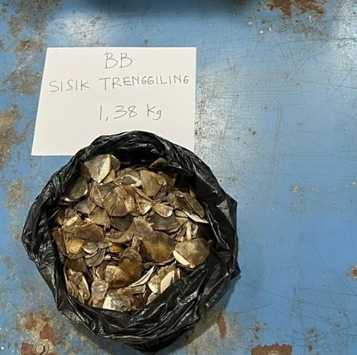 Sisik Manis javanica yang diamankan petugas Balai Gakkum Kehutanan Wilayah Kalimantan. Satwa ini merupakan spesies dilindungi penuh di Indonesia. (Foto: Dok. Kementerian Kehutanan)