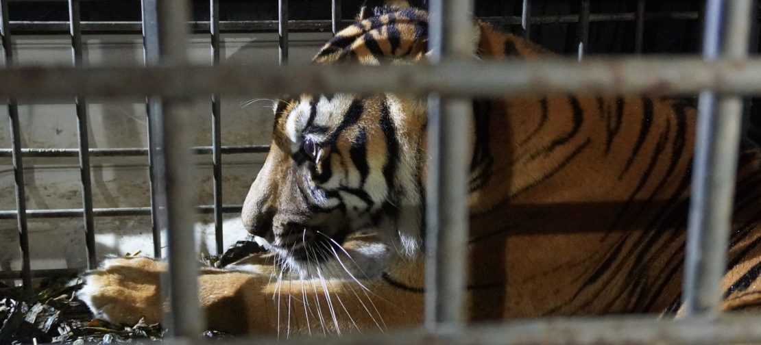 Harimau sumatra (Panthera tigris sumatrae) merupakan predator puncak yang berperan menjaga keseimbangan ekosistem hutan di Pulau Sumatra.
