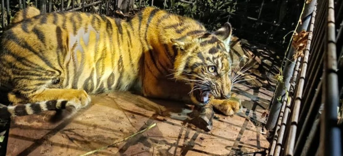 Anak Harimau masuk perangkap