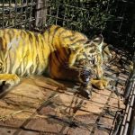 Anak Harimau masuk perangkap