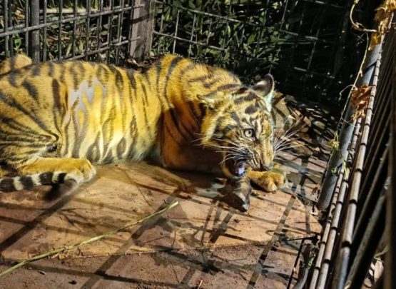 Anak Harimau masuk perangkap