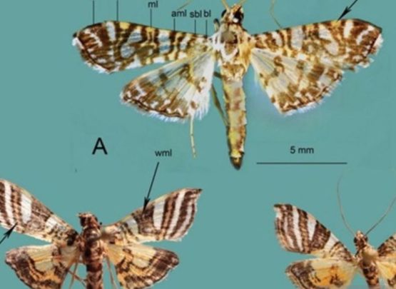 Spesies Ngengat Baru Endemik Indonesia