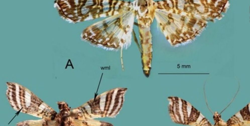 Spesies Ngengat Baru Endemik Indonesia